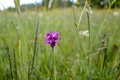 Neotinea tridentata, photographed by antrum