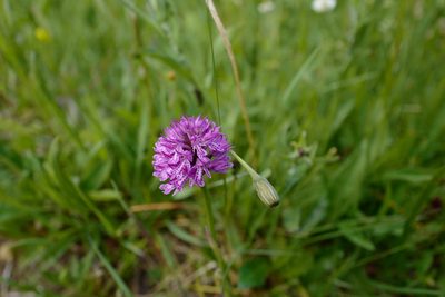 Neotinea tridentata, photographed by antrum