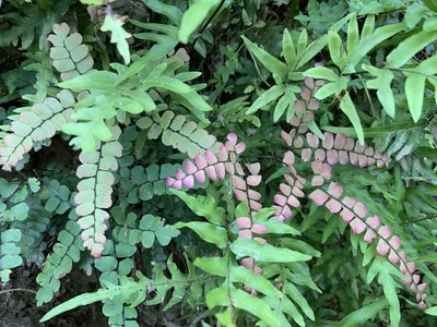 Adiantum flabellulatum, photographed by chiachiwu