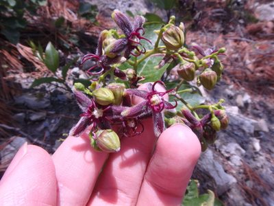 Periploca graeca, photographed by Сергей Крыленко