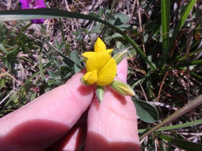 Argyrolobium biebersteinii, photographed by Сергей Крыленко