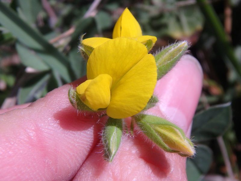 Argyrolobium biebersteinii, photographed by Сергей Крыленко