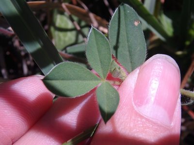 Argyrolobium biebersteinii, photographed by Сергей Крыленко