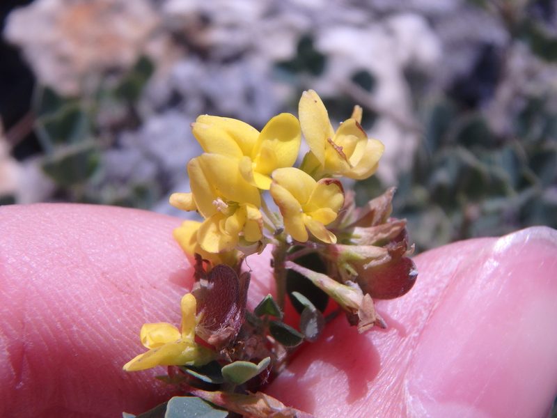 Medicago cretacea, photographed by Сергей Крыленко