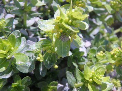 Cruciata taurica, photographed by Сергей Крыленко