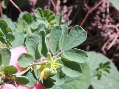 Coronilla coronata, photographed by Сергей Крыленко