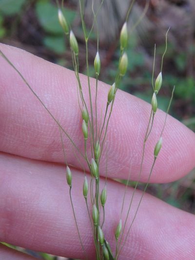 Achnatherum virescens, photographed by Сергей Крыленко