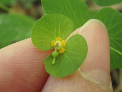 Euphorbia squamosa, photographed by Сергей Крыленко