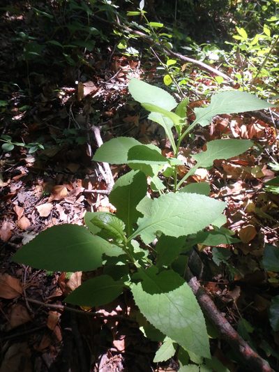 Lactuca bourgaei, photographed by Сергей Крыленко