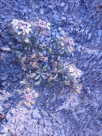 Iberis simplex, photographed by Сергей Крыленко