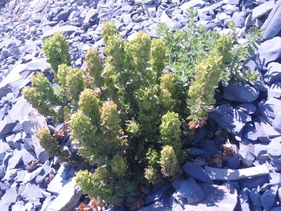 Cruciata taurica, photographed by Сергей Крыленко