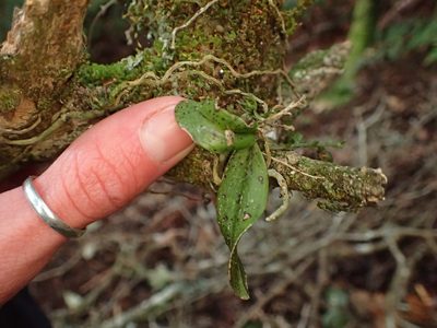 Drymoanthus flavus, photographed by Penelope Noel Gillette