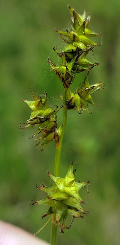 Carex sterilis, photographed by aarongunnar