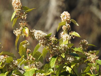 Buddleja auriculata, photographed by Matthew Fainman