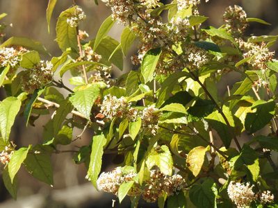 Buddleja auriculata, photographed by Matthew Fainman