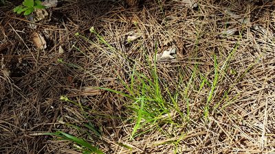 Carex peckii, photographed by Norma Malinowski