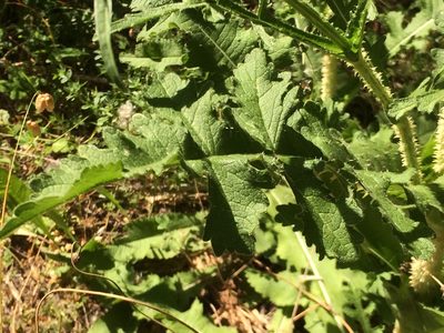 Dipsacus comosus, photographed by dbmhartley