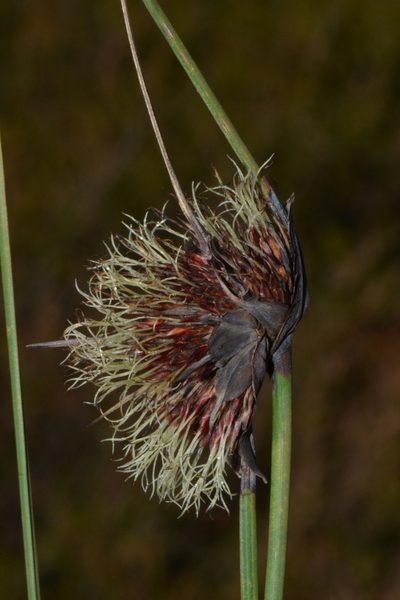 Mesomelaena tetragona, photographed by T. Hammer