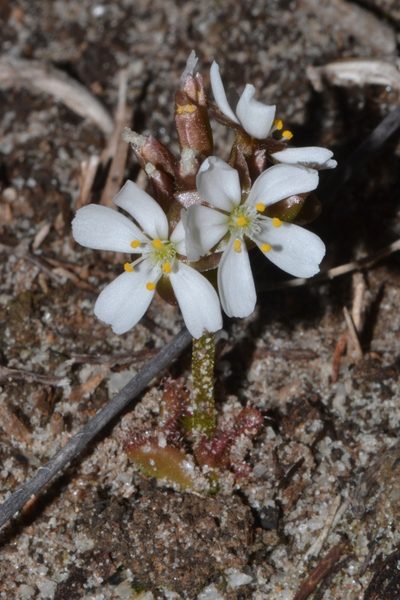 Drosera magna, photographed by T. Hammer
