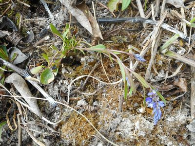 Polygala amarella, photographed by Eugene Popov