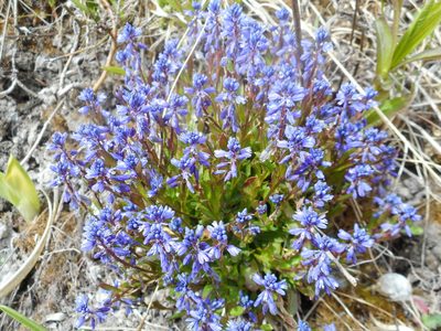 Polygala amarella, photographed by Eugene Popov