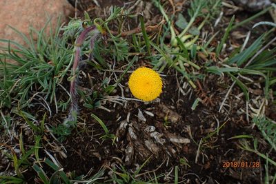 Cotula hispida, photographed by Peter Warren