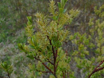 Salix starkeana, photographed by Eugene Popov
