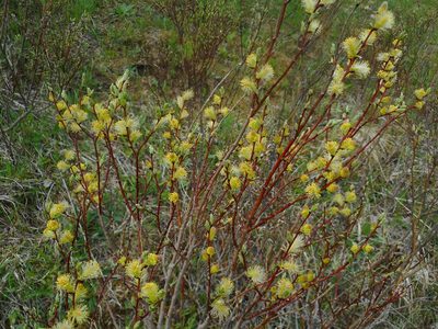 Salix starkeana, photographed by Eugene Popov