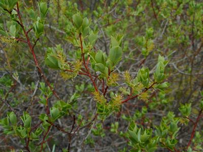 Salix starkeana, photographed by Eugene Popov