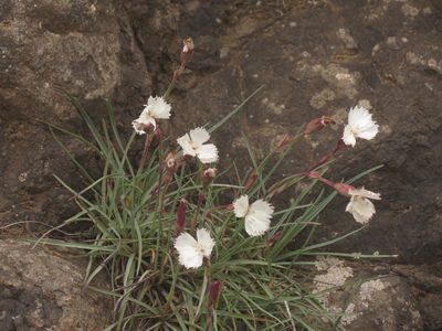 Dianthus basuticus, photographed by Peter Warren