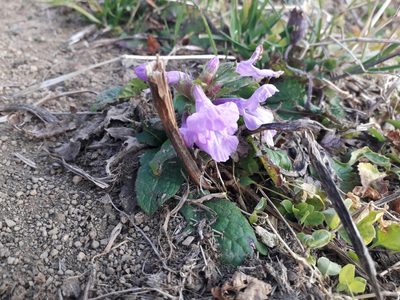 Betonica macrantha, photographed by Andrew Bazdyrev