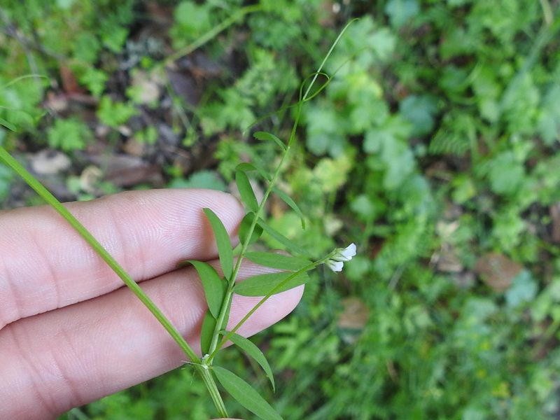 Vicia hassei, photographed by Sam Kieschnick