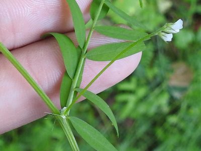 Vicia hassei, photographed by Sam Kieschnick