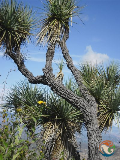 Yucca periculosa, photographed by Eugenio Padilla