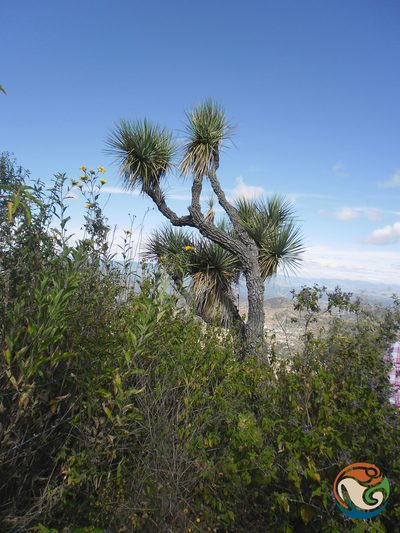 Yucca periculosa, photographed by Eugenio Padilla