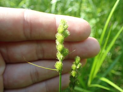 Carex tribuloides, photographed by John Abrams