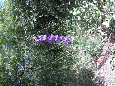 Delphinium ajacis, photographed by Михаил Орлов