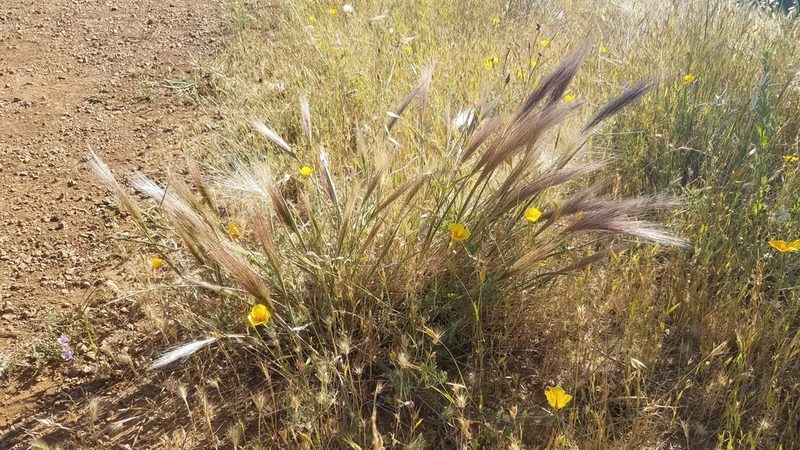 Elymus multisetus, photographed by Peter Brastow