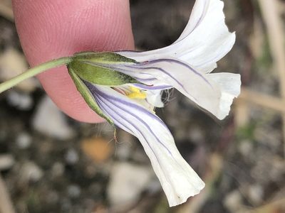 Monsonia emarginata, photographed by Dave U