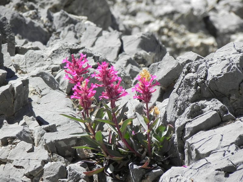 Penstemon calcareus, photographed by Leah Gardner