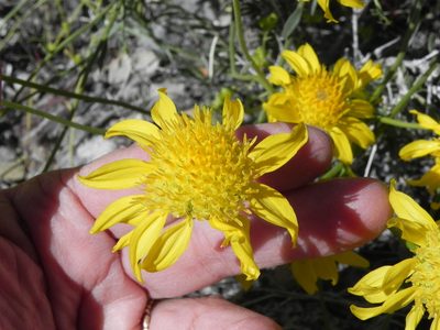 Acamptopappus shockleyi, photographed by Leah Gardner
