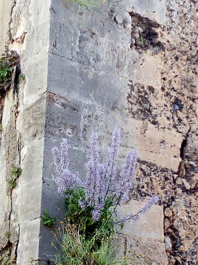 Petromarula pinnata, photographed by Mattia Aaron Miroddi