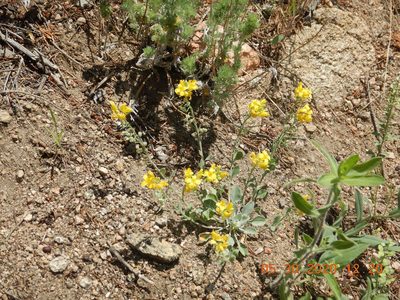 Physaria vitulifera, photographed by Parker Hopkins
