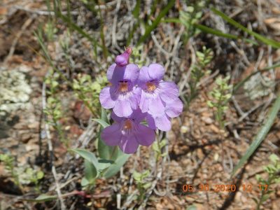 Penstemon secundiflorus, photographed by Parker Hopkins