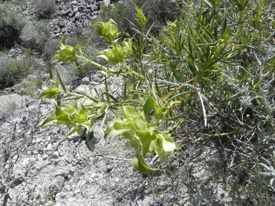 Hecastocleis shockleyi, photographed by Leah Gardner