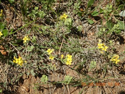 Physaria montana, photographed by Parker Hopkins