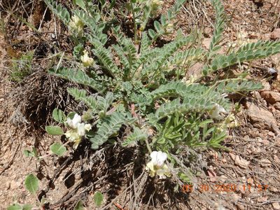 Astragalus parryi, photographed by Parker Hopkins