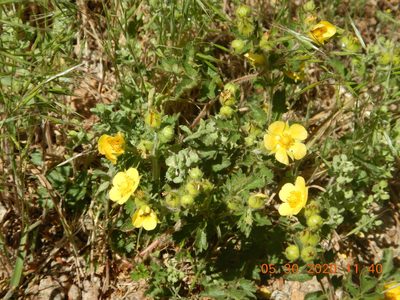 Drymocallis fissa, photographed by Parker Hopkins