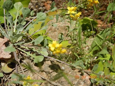 Physaria vitulifera, photographed by Parker Hopkins