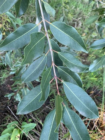 Syzygium guineense, photographed by Dave Richardson